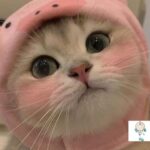 たくさんの子猫を夢見る